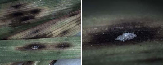Mastigosporium Blattflecken (Mastigosporium album) an Wiesenfuchsschwanz (Alopecurus pratensis)