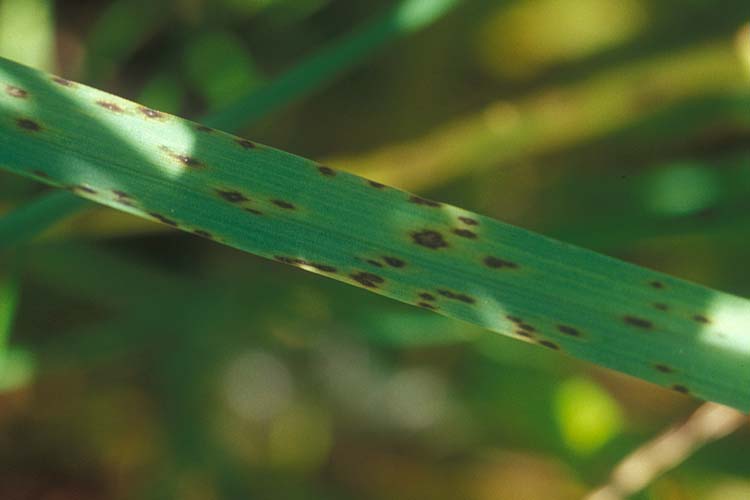Mastigosporium Blattflecken (Mastigosporium rubricosum) an Knaulgras