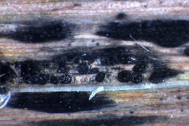 Blattschorf / Teerflecken (Phyllachora sp) an Quecke