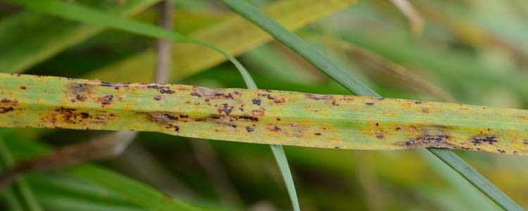 Kronenrost (Puccinia coronata) an Welschem Weidelgras: Teleutolager