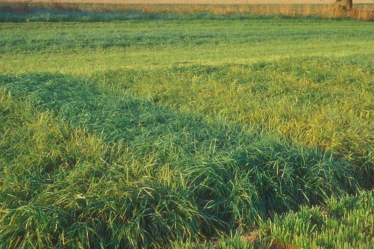 Kronenrost (Puccinia coronata) an Wiesenschwingel: unterschiedlich anfällige Sorten 