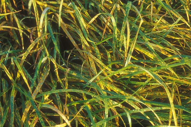 Kronenrost (Puccinia coronata) an Wiesenschwingel: Uredolager