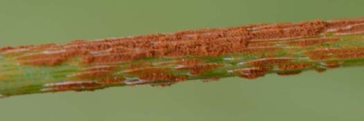 Schwarzrost (Puccinia graminis) an Rohrschwingel (Festuca arundinacea)