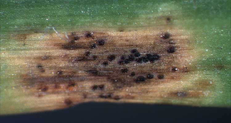 Braunrost (Puccinia loliina) an Deutschem Weidelgras Teleutolager an der Blattunterseite