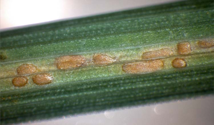 Gelbrost an Wiesenrispe (Puccinia striiformis f. sp. poae): Uredolager von Epidermis bedeckt
