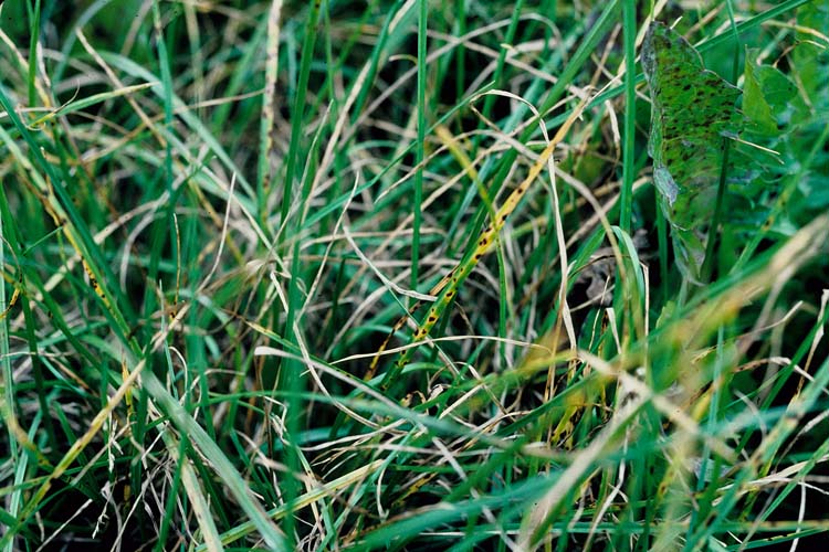 Ramularia Blattflecken (Ramularia pusilla) an Deuteschem Weidelgras