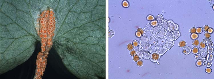 Uromyces dactylidis: Aecidien an Scharbockskraut