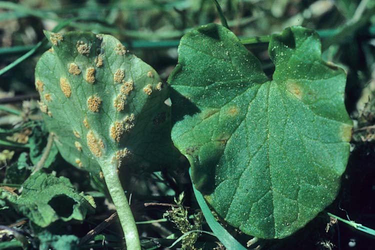 Uromyces dactylidis var. poae Aecidien an Scharbockskraut