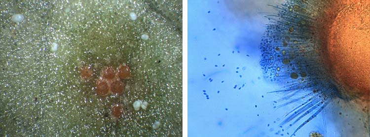 Uromyces dactylidis: Spermogonien mit Empfängnishyphen an Scharbockskraut
