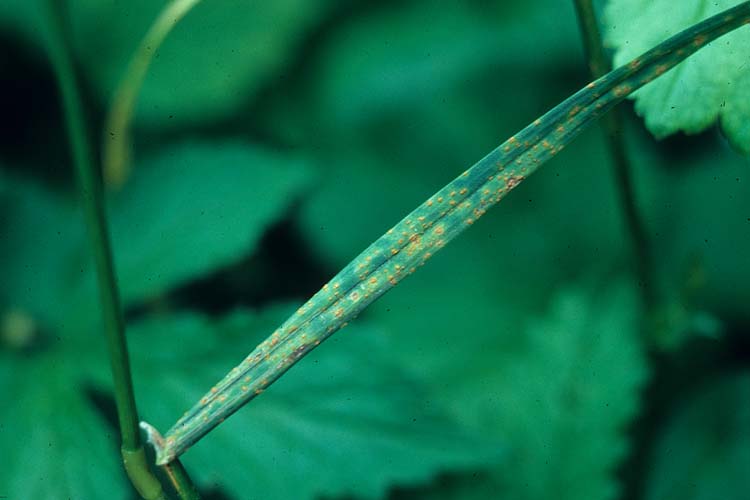 Uromyces Rost (Uromyces dactylidis) an der  Gemeinen Rispe