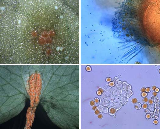 Uromyces dactylidis var. poae: Pyknidien, Empfängnishyphen, Aecidien, Aecidiosporen 