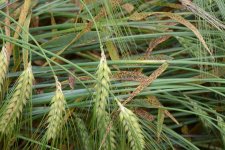 Sprenkelnekrose an Gerste (Ramularia collo-cygni).