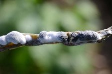 Sclerotinia-Fäule an Bohnen (Sclerotinia sclerotiorum).