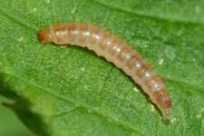 Larve des Himbeerkäfers (Byturus tomentosus).