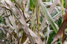 Turcicum-Blattflecken (Setosphaeria turcica)