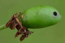 Schadbild der Pflaumensägewespe (Hoplocampa sp.).