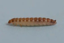 Larve des Himbeerkäfers (Byturus tomentosus).