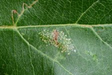 Faltenminiermotte an Apfel (Phyllonorycter blancardella).