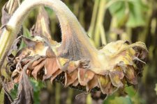 Grauschimmelfäule an Sonnenblumen (Botrytis cinerea).