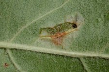 Faltenminiermotte an Apfel (Phyllonorycter blancardella).