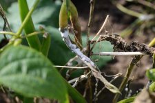 Sclerotinia-Fäule an Bohnen (Sclerotinia sclerotiorum).