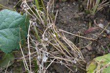 Sclerotinia-Fäule an Bohnen (Sclerotinia sclerotiorum).