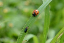 Getreidehähnchen: Käfer