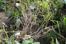 Sclerotinia-Fäule an Bohnen (Sclerotinia sclerotiorum).