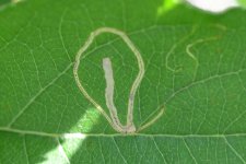 Schlangenminiermotte an Apfel (Lyonetia clerkella).