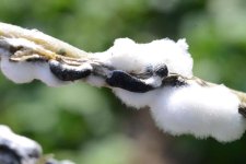 Sclerotinia-Fäule an Bohnen (Sclerotinia sclerotiorum).