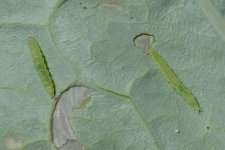 Kohlmotte (Plutella xylostella)