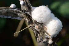 Sclerotinia-Fäule an Bohnen (Sclerotinia sclerotiorum).