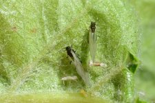 Apfelgraslaus (Rhopalosiphum insertum)