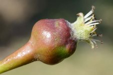Birnengallmücke