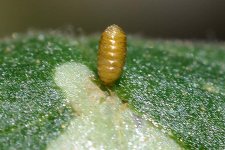 Tomatenminierfliege (Liriomyza bryoniae).