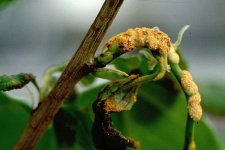 Kronenrost (Puccinia coronata)