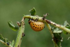 Kartoffelkäfer (Leptinotarsa decemlineata)