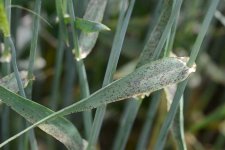 Sprenkelnekrose an Gerste (Ramularia collo-cygni).