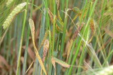 Sprenkelnekrose an Gerste (Ramularia collo-cygni).