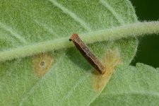 Sackträgermotte an Apfel (Coleophoa spp.).