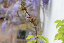 Monilia Blüten- und Zweigdürre