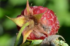 Graufäule (Botrytis cinerea).