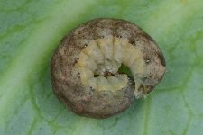 Kohleule (Mamestra brassicae) 