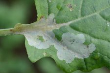 Blattstielminierfliege an Raps (Phytomyza rufipes)