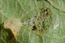 Faltenminiermotte an Apfel (Phyllonorycter blancardella).