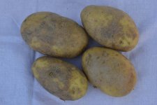 Colletotrichum-Welkekrankheit an Kartoffeln (Colletotrichum coccodes).