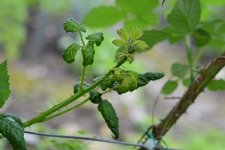  Brombeerblattlaus (Aphis ruborum).