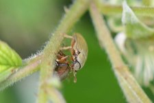Himbeerkäfer (Byturus tomentosus).