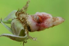 Larve des Himbeerkäfers (Byturus tomentosus).