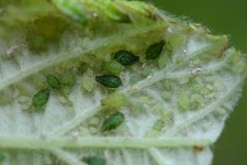  Brombeerblattlaus (Aphis ruborum).